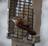 DSC03897_DxO denoised carolina wren.jpg