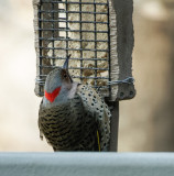 DSC04911_DxO Yellow Shafted Flicker