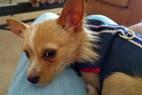 Bernie is my friends Chorkie