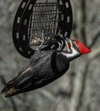 DSC07734  male pileated woodpecker with brown feathers