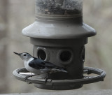 DSC08759 nuthatch