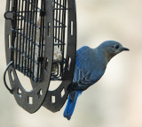 DSC08970 bluebird