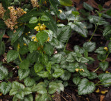 Lamium galeobdolon