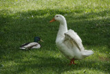DSC01764 Ducks