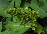 oakleaf hydrangea