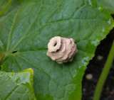 potter wasp nest on cucumber plant leaf