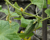 DSC02298 Cucumber certainly grow fast!