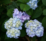 A Very Good Year for Hydrangeas