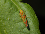 PZ220074 leaf hopper
