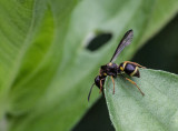 Wasp Mating