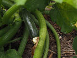 P7020015 Zucchini