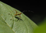 P7030022 New little katydid nymph