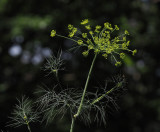 P7030019 Dill