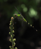 PZ110057 Eastern Pondhawk(?)