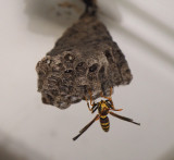 PZ100051 Paper Wasp Tending Nest