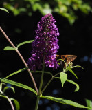 PZ070075 skipper on buddleia
