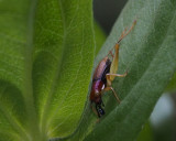 PZ090102 Red-Headed Bush Cricket