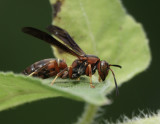 DSC03857 Drinking Paper Wasp