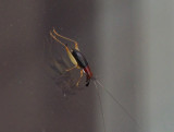 PZ140115 Another bush cricket