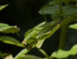 PZ150127 Praying Mantis on Zinnia Plant