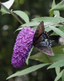 DSC04055 black swallowtail butterfly