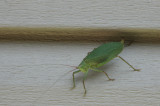 DSC04924 Adult katydid