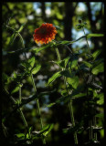 Fleeting beauty as sun goes down