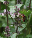 DSC05388 Paper Wasp on Basil