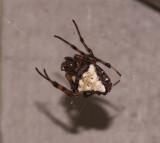 Arrowhead Spider - Verrucosa arenata