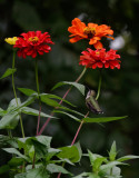 DSC05730 Hummingbird looking for a target