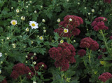 PA020013 Faithful Chrysanthemums Beginning to Bloom