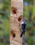 DSC00484DxO Can Downy Woodpeckers be Nearsighted?