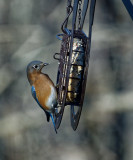 DSC01941 Male Bluebird