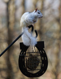 DSC02011 King of the Suet