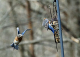 DSC02113 DxO flying bluebird.jpg