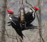 DSC07915 Male and Female Woodpeckers