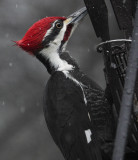 DSC08002 Male Pileated Woodpecker