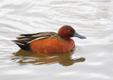 Cinnamon Teal Male