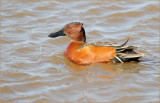 Cinnamon Teal Male