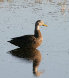 Mottled Duck Male