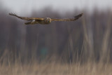 Hen Harrier / Blauwe Kiekendief