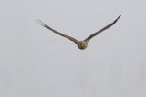 Hen Harrier / Blauwe Kiekendief