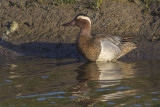 Garganey / Zomertaling