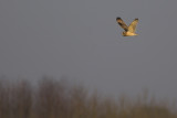 Short-eared Owl / Velduil