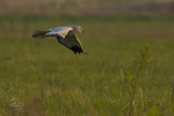 Hen Harrier / Blauwe Kiekendief