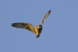 Short-eared Owl / Velduil