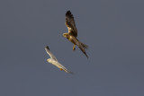 Pallid Harrier (adult male) and Marsh Harrier / Steppekiekendief ((adult mannetje) en Bruine Kiekendief