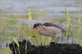 Little Bittern / Wouwaapje