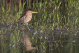 Little Bittern / Wouwaapje