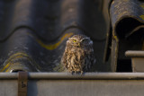 Little Owl / Steenuil